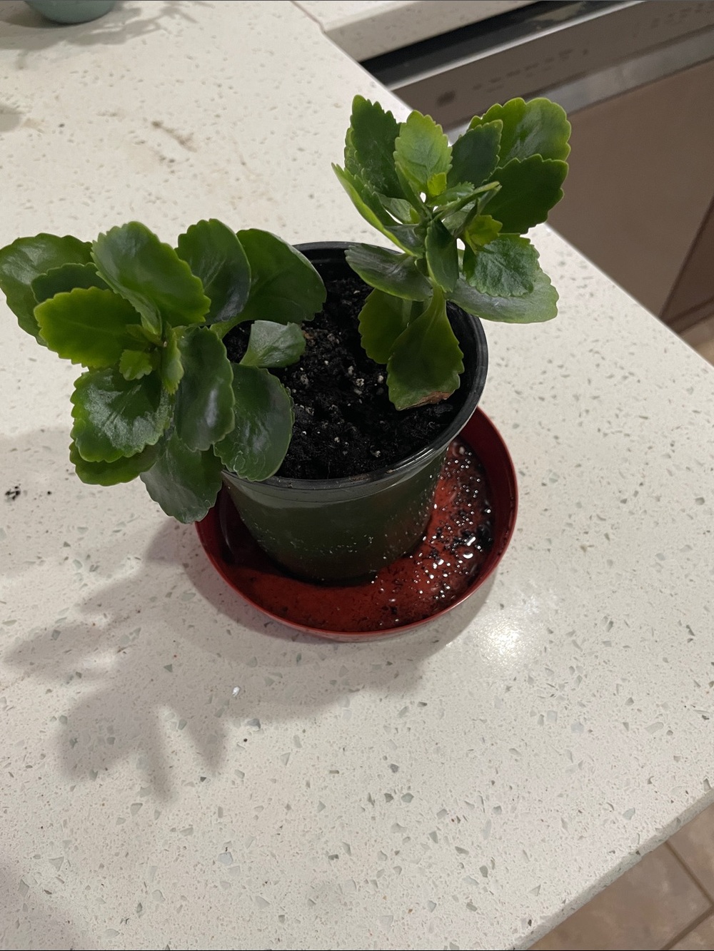 Small Potted Succulent with Glossy Green Leaves